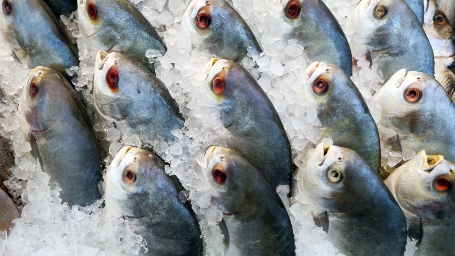 KKP Detailkan Susu Ikan: Produksi, Sumber, hingga Efek Sampingnya